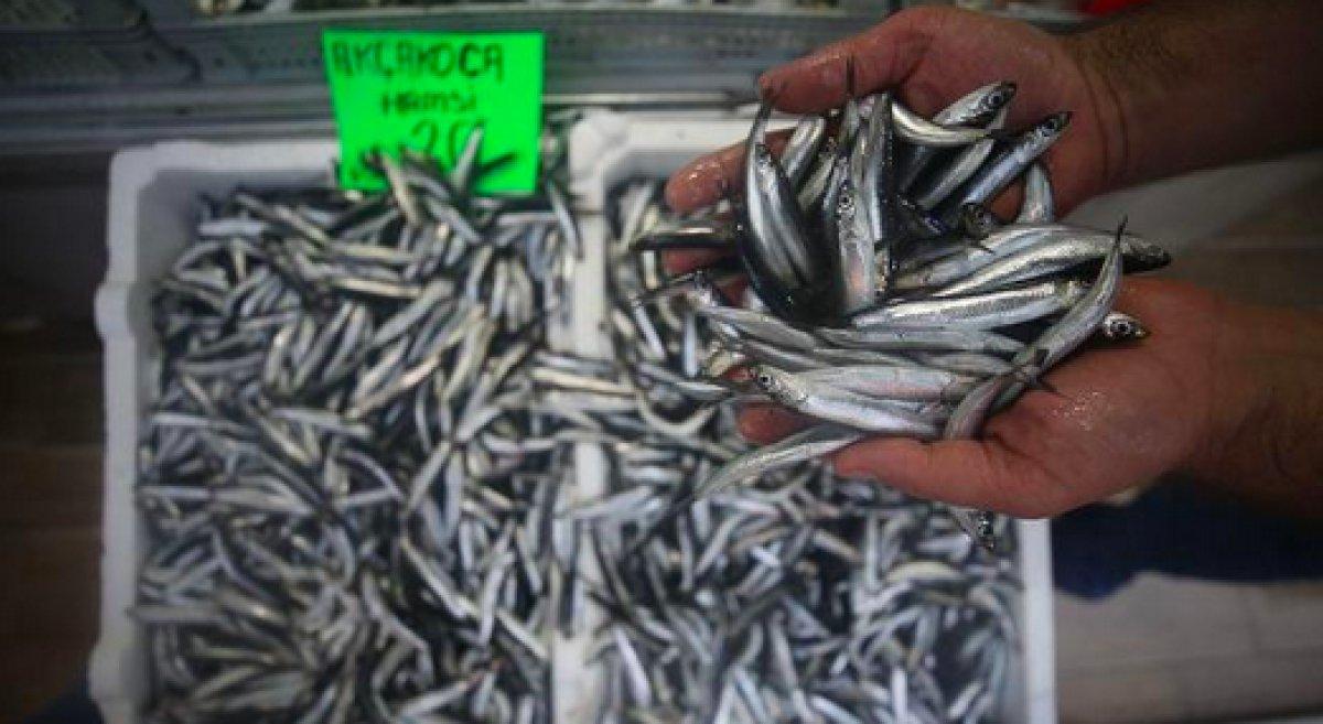 Hamsi bollaştı, fiyatlar yarıya indi