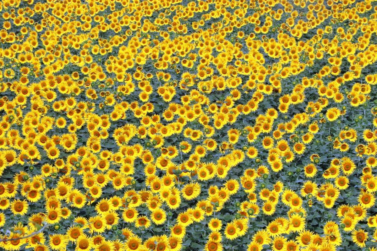 Trakya'da ayçiçek hasadının sonuna getirdi