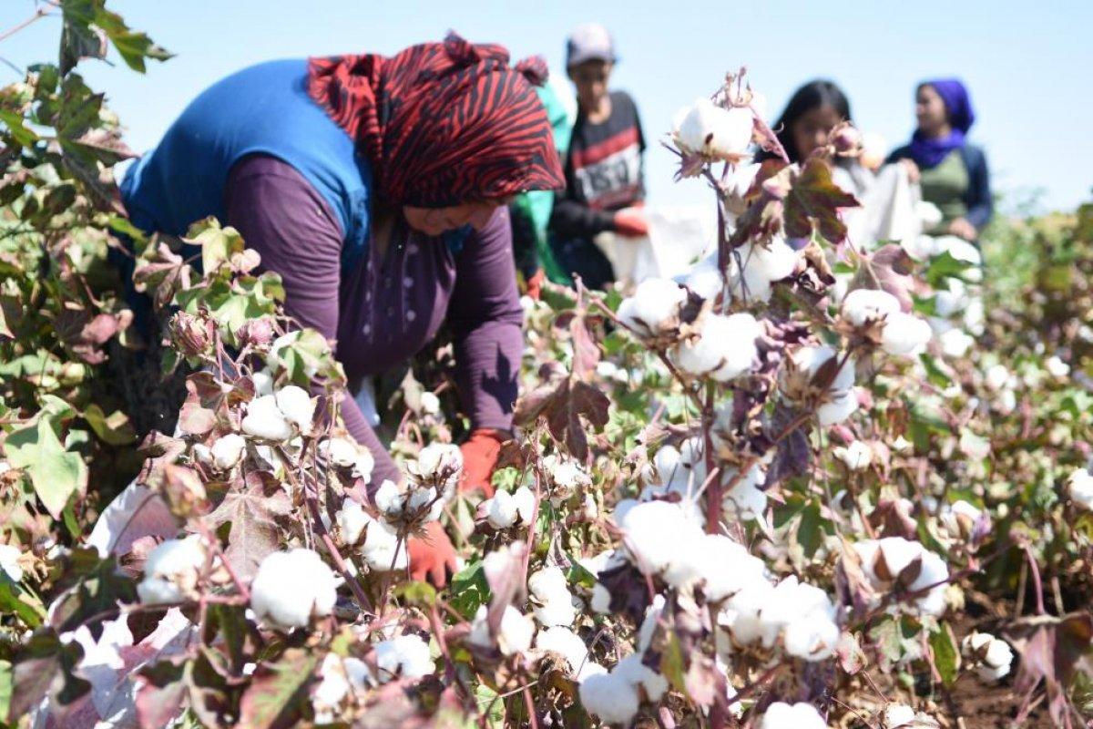 Şanlıurfa'da 'beyaz altın' hasadı başladı