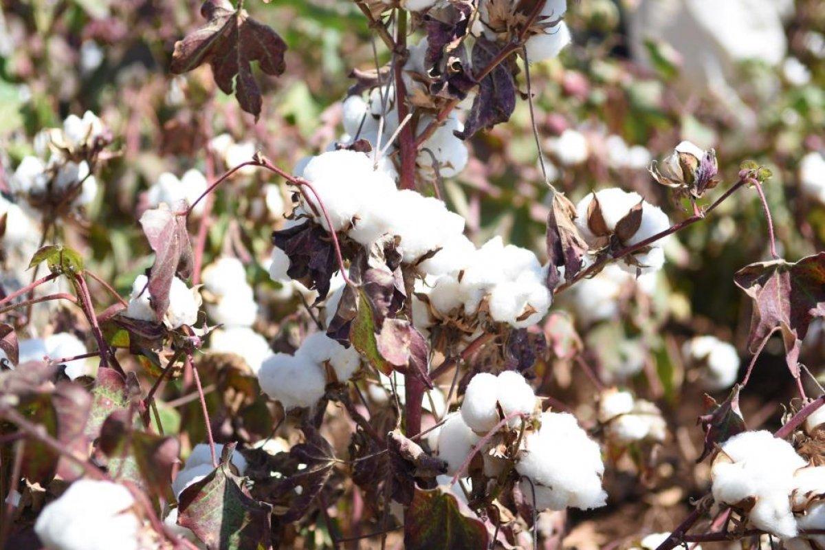 Şanlıurfa'da 'beyaz altın' hasadı başladı