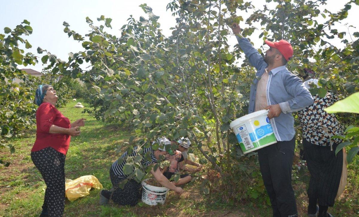 Samsun fındıkta ikinci il