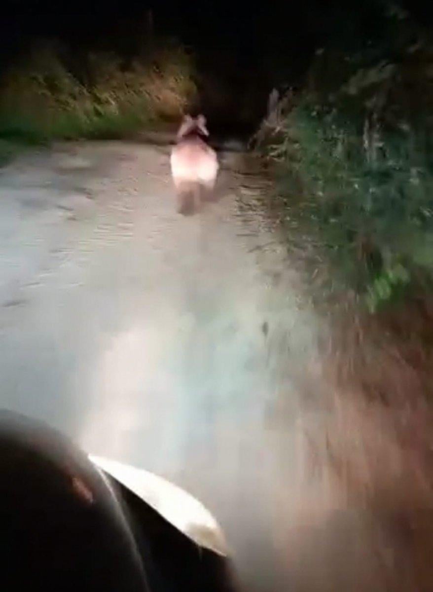 Bursa'da mahalleye inen ayıyı arabayla kovaladılar