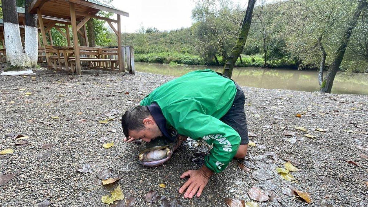 Düzce'de çaya olta atan adam 51 kiloluk yayın balığı yakaladı