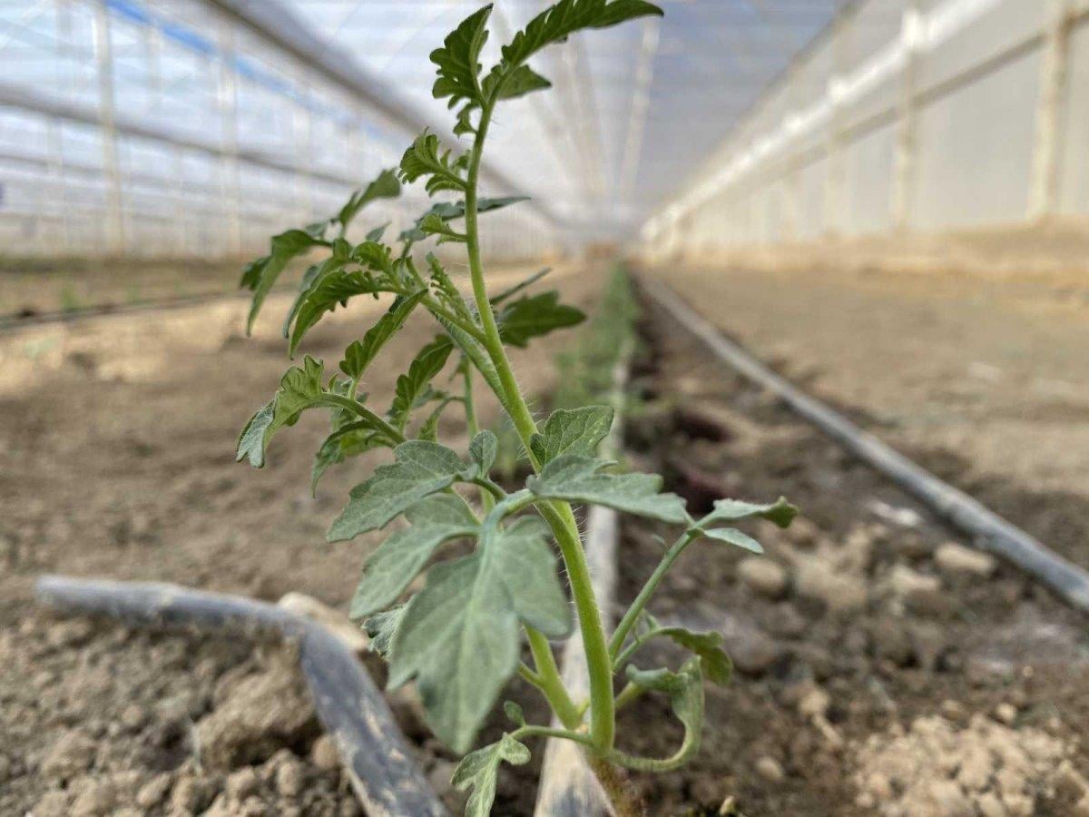 Seralarda kışlık ürün ekilme zamanı