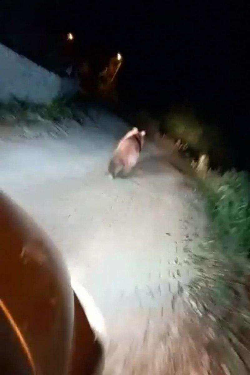 Bursa'da mahalleye inen ayıyı arabayla kovaladılar