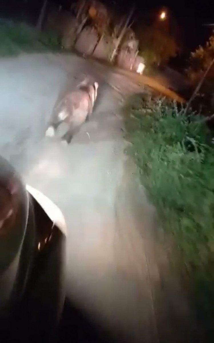 Bursa'da mahalleye inen ayıyı arabayla kovaladılar