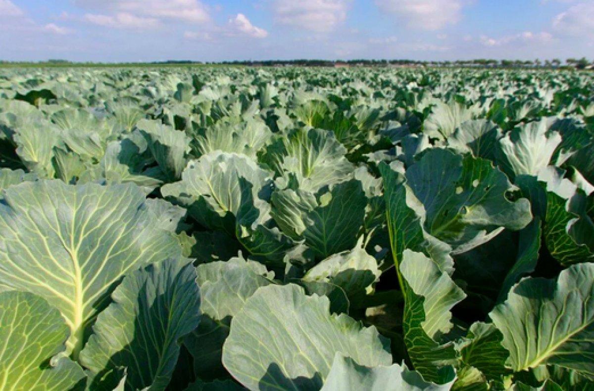 ABD'li araştırmacılar yenilebilir aşı üzerine çalışmalar yapıyor