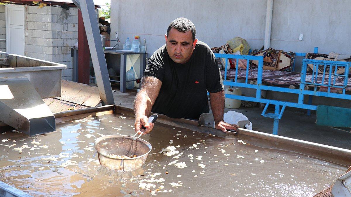 Fıstık hasadı başladı