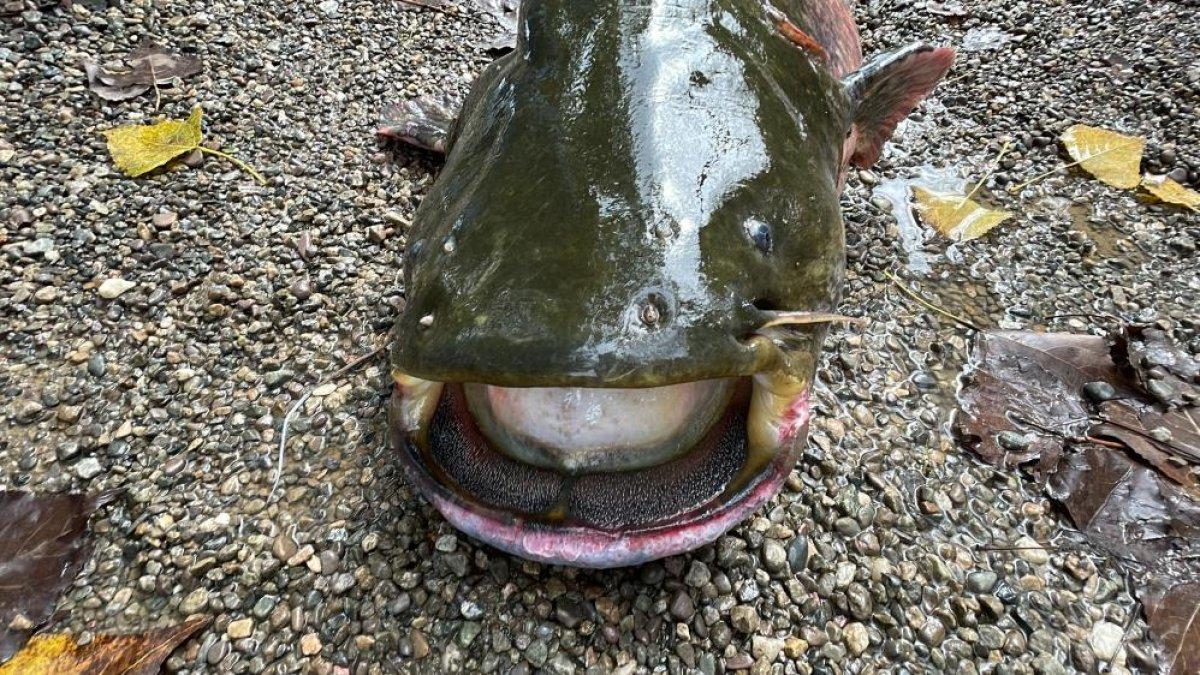 Düzce'de çaya olta atan adam 51 kiloluk yayın balığı yakaladı