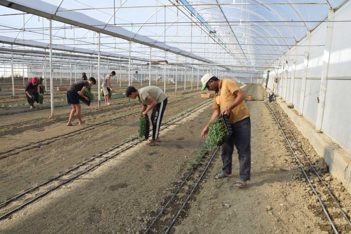 Seralarda kışlık ürün ekilme zamanı