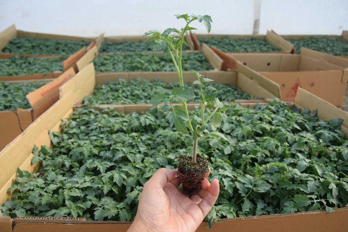 Seralarda kışlık ürün ekilme zamanı