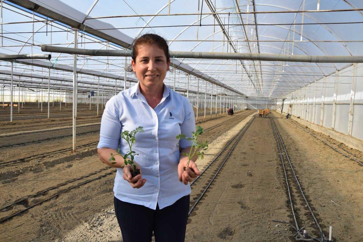 Seralarda kışlık ürün ekilme zamanı