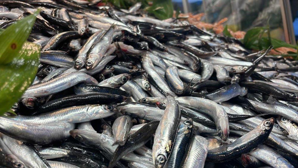 Düzce'de palamuttan yüzü gülmeyen balıkçılar hamsiyle güldü