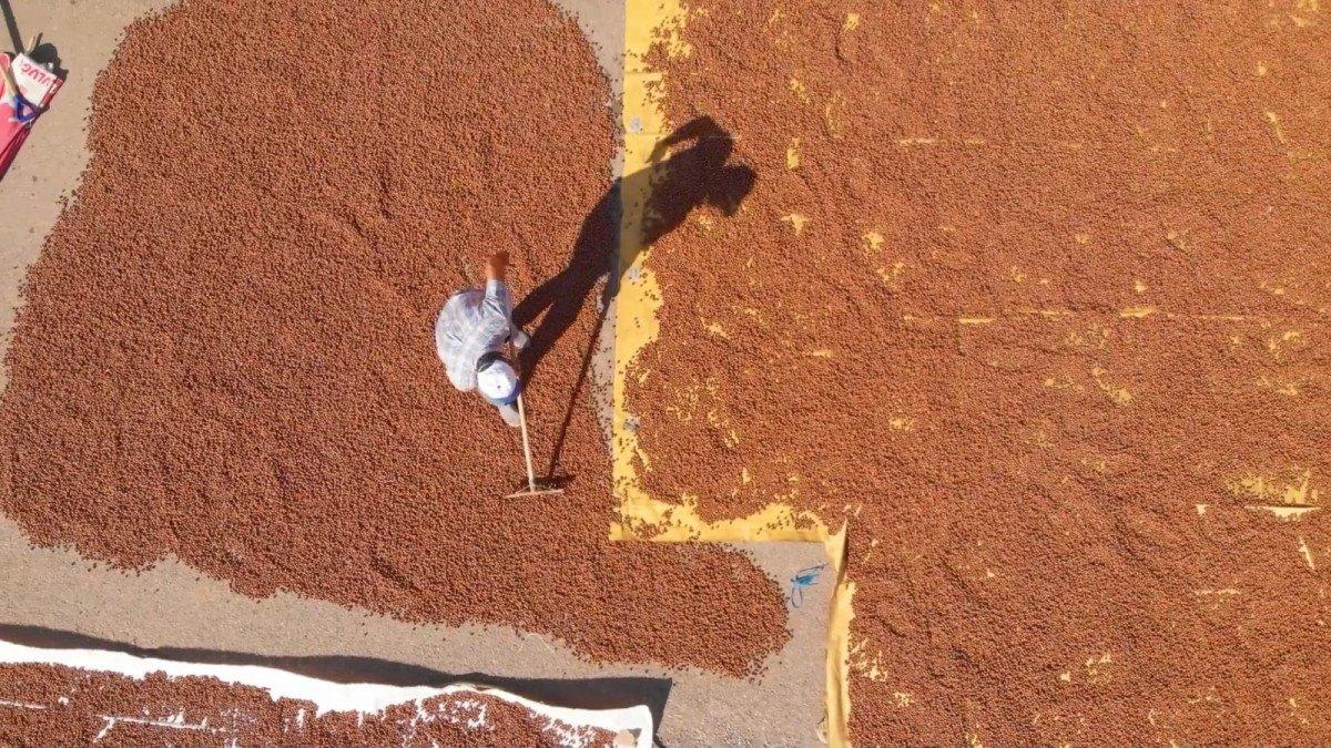 Doğu Karadeniz'de fındıkların kuruması için göç başladı