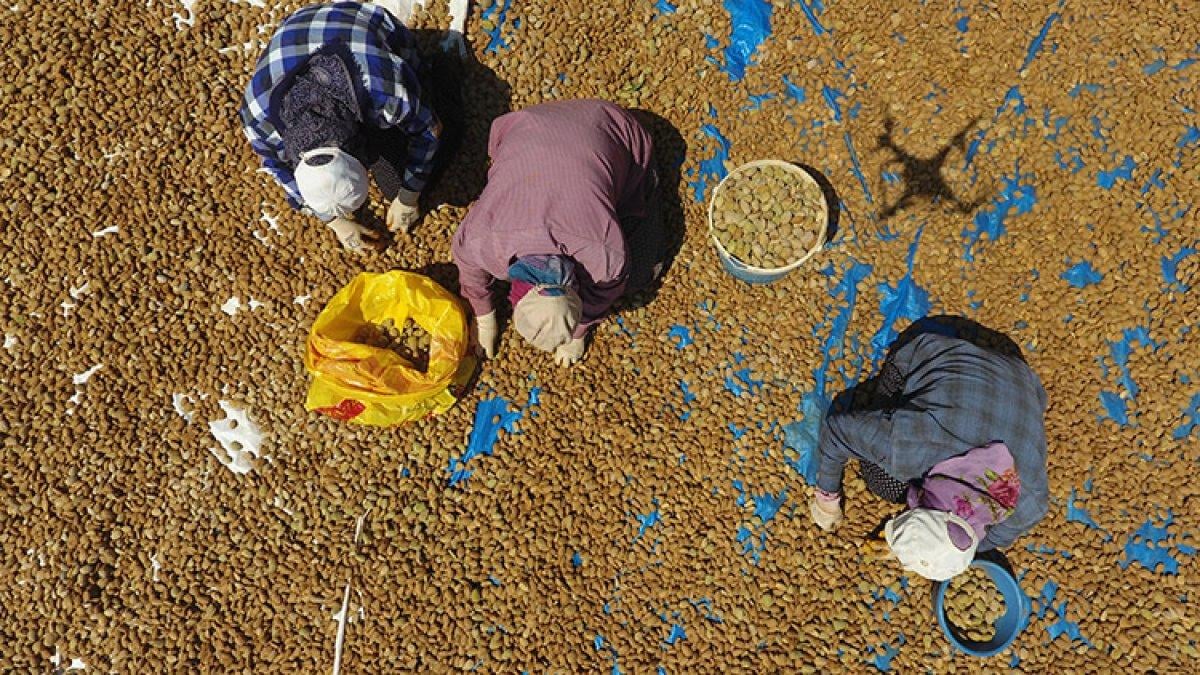 Veterinerliği bıraktı, badem üreticisi oldu