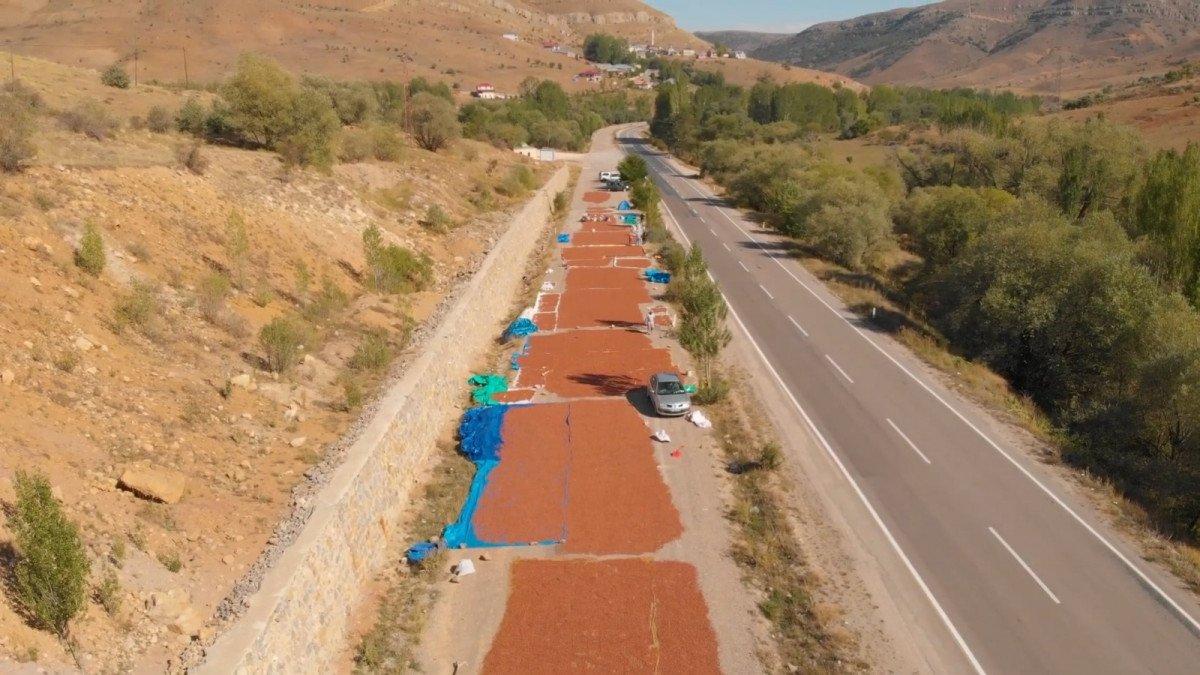 Doğu Karadeniz'de fındıkların kuruması için göç başladı