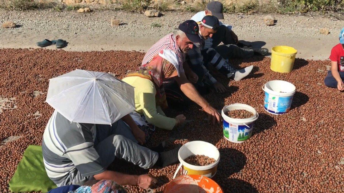 Doğu Karadeniz'de fındıkların kuruması için göç başladı