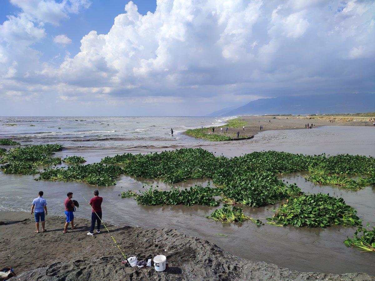 Hatay'da su sümbülleri denizi istila etti