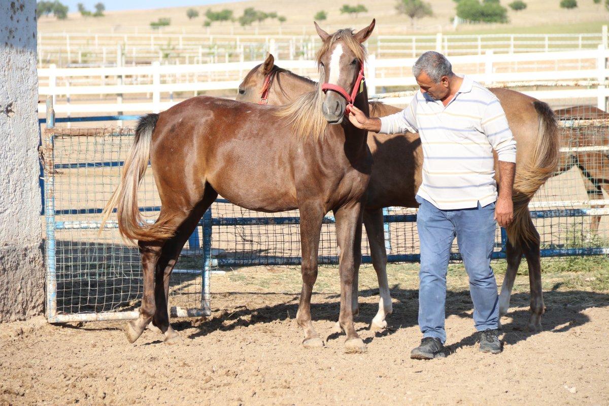 Eskişehir’de 900 bin liraya satılan özel taylar