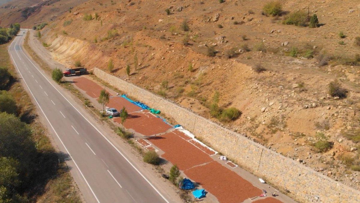 Doğu Karadeniz'de fındıkların kuruması için göç başladı