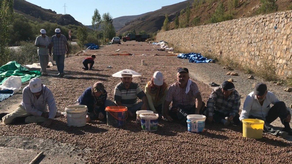 Doğu Karadeniz'de fındıkların kuruması için göç başladı