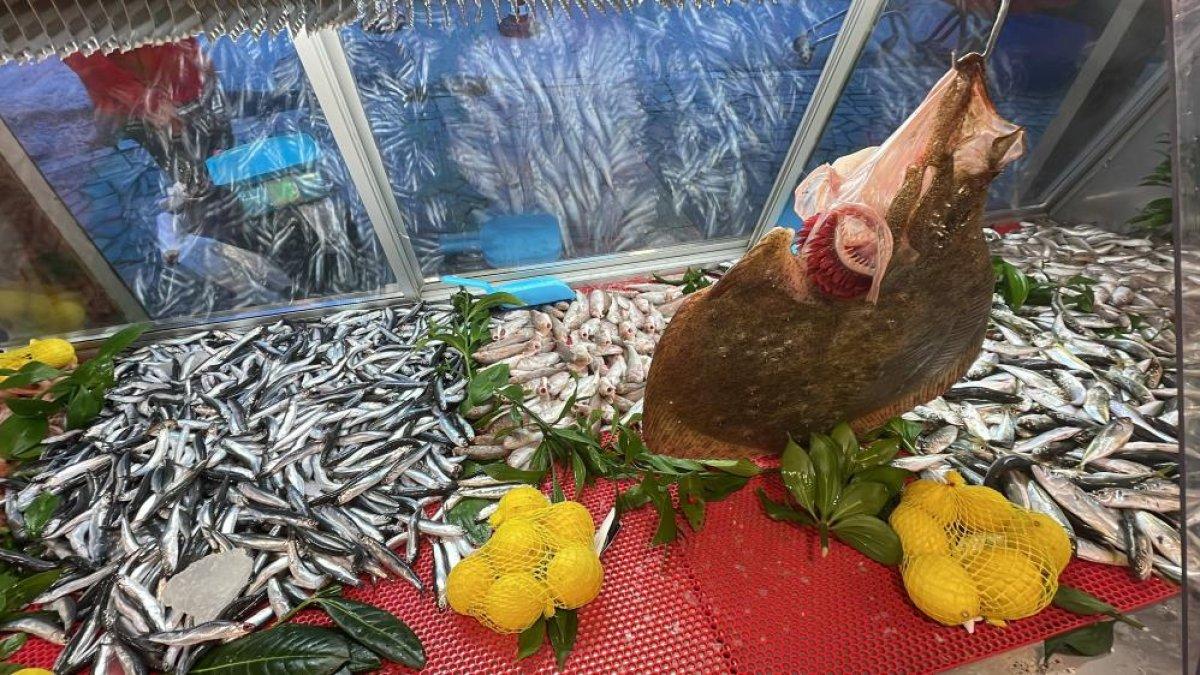 Düzce'de palamuttan yüzü gülmeyen balıkçılar hamsiyle güldü