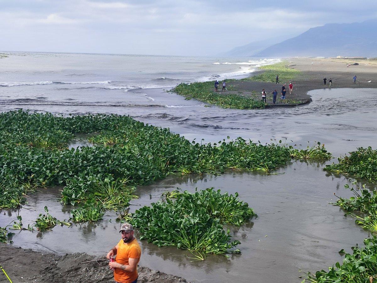 Hatay'da su sümbülleri denizi istila etti