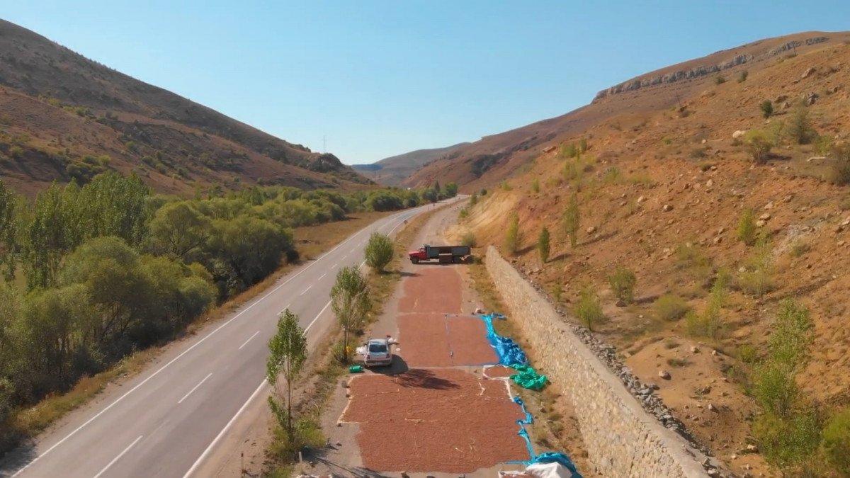 Doğu Karadeniz'de fındıkların kuruması için göç başladı