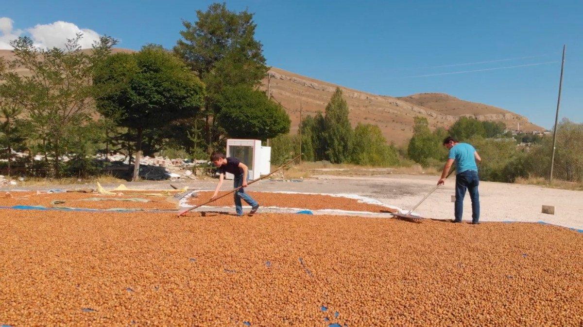 Doğu Karadeniz'de fındıkların kuruması için göç başladı