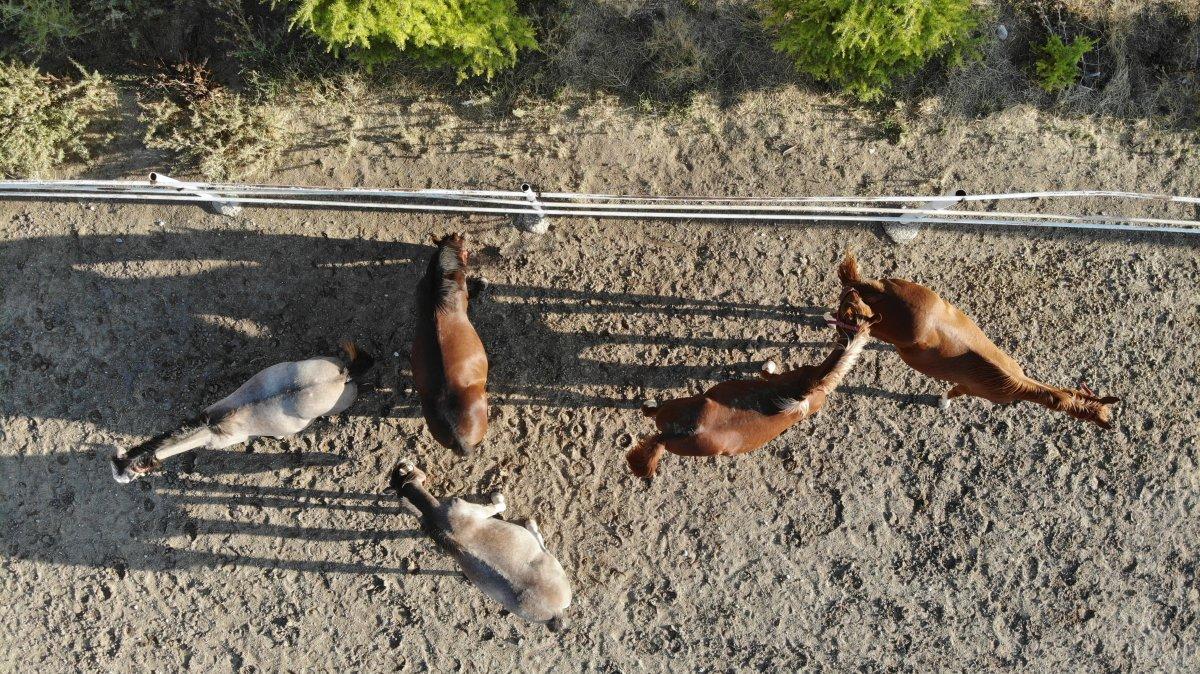 Eskişehir’de 900 bin liraya satılan özel taylar