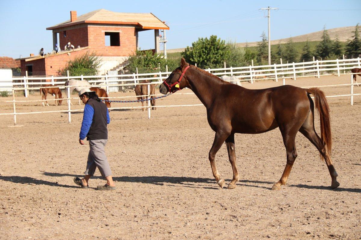 Eskişehir’de 900 bin liraya satılan özel taylar