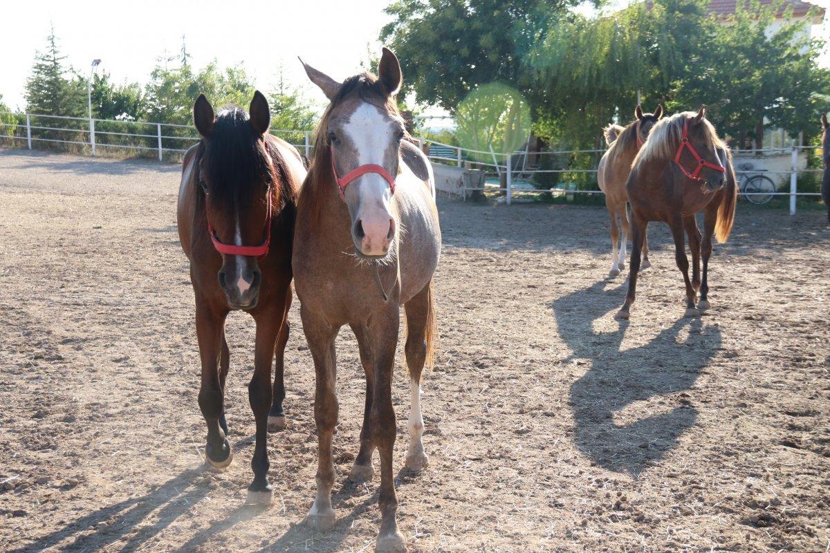 Eskişehir’de 900 bin liraya satılan özel taylar