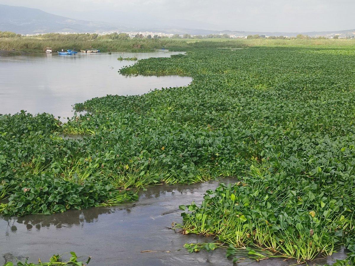 Hatay'da su sümbülleri denizi istila etti
