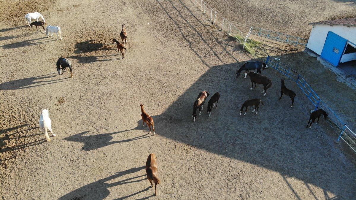 Eskişehir’de 900 bin liraya satılan özel taylar