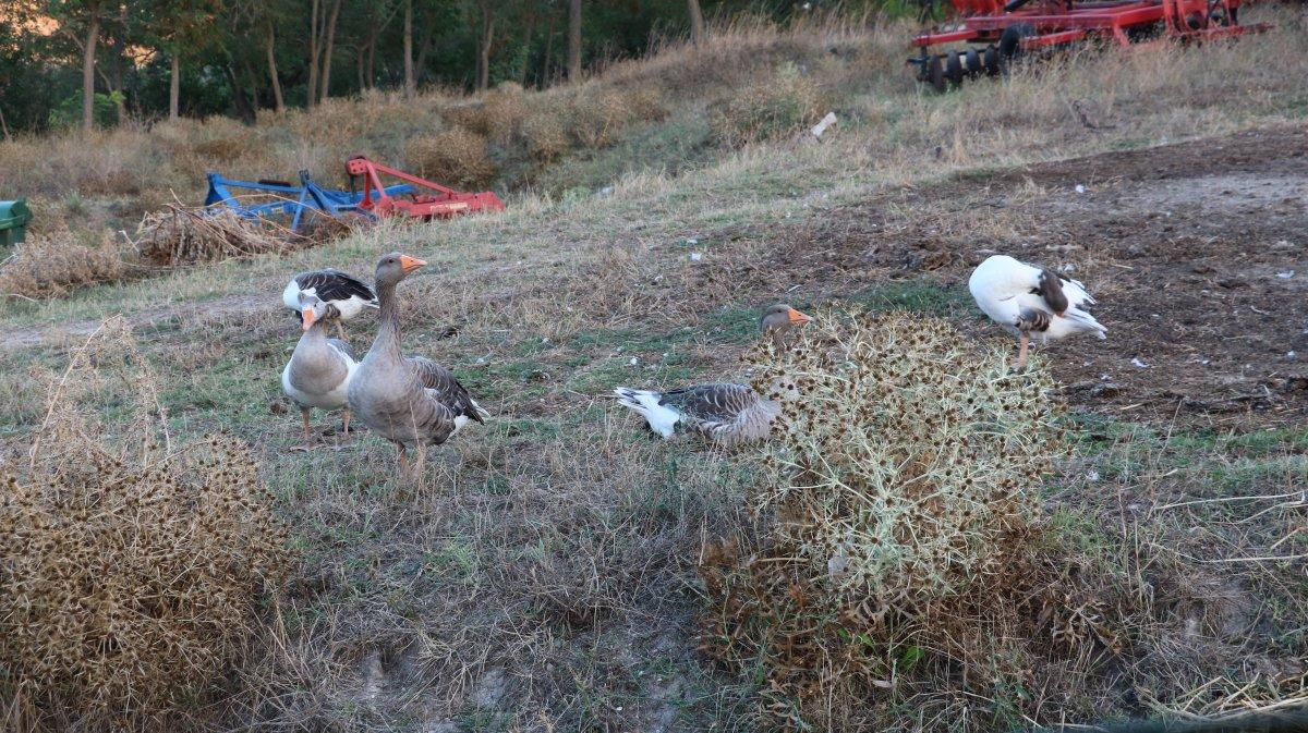 Edirne’de kan emen sinek hayvanlara hastalık bulaştırdı