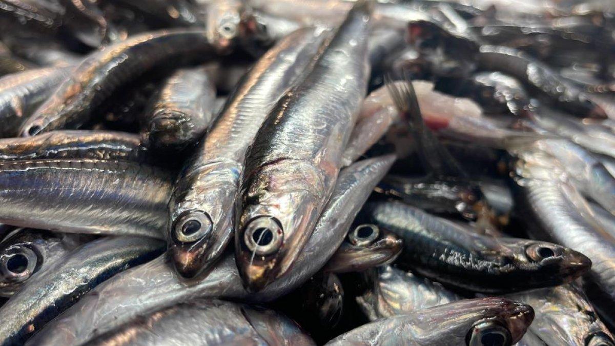 Düzce'de palamuttan yüzü gülmeyen balıkçılar hamsiyle güldü