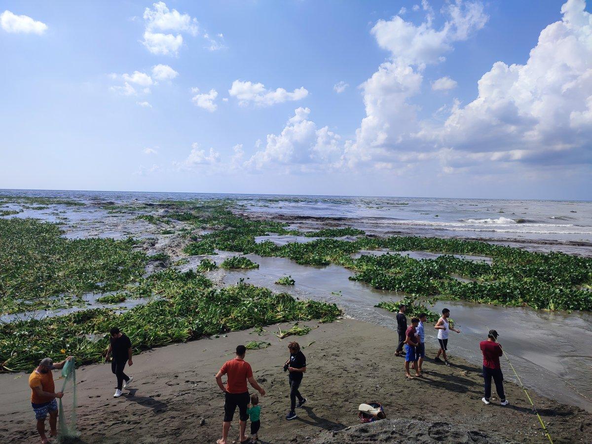 Hatay'da su sümbülleri denizi istila etti