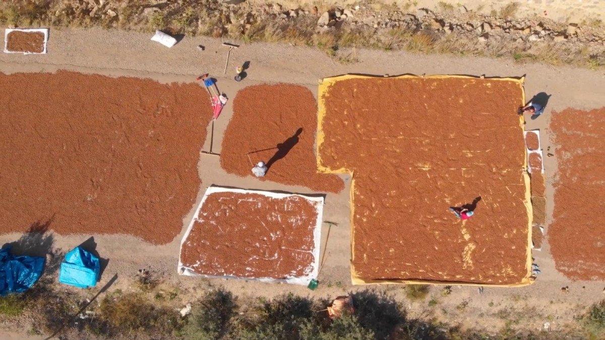Doğu Karadeniz'de fındıkların kuruması için göç başladı