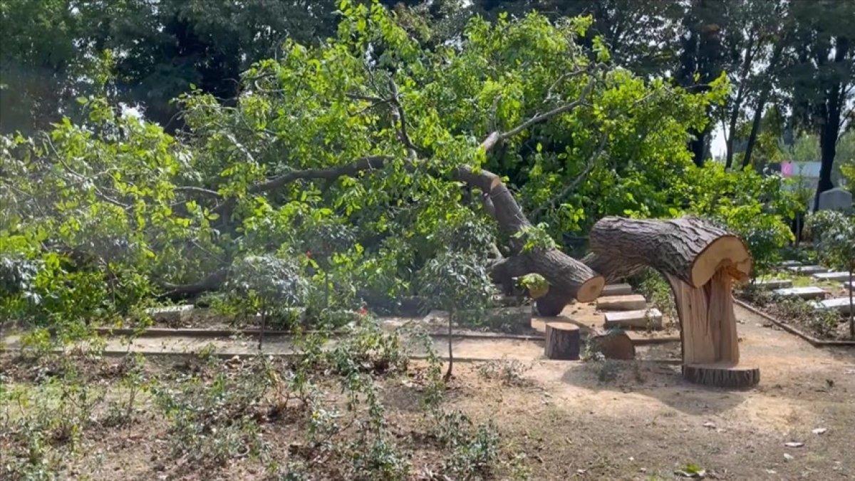 Edirnekapı Şehitliği’ndeki ağaç kesimi tepki topladı