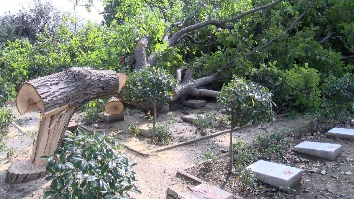 Edirnekapı Şehitliği’ndeki ağaç kesimi tepki topladı