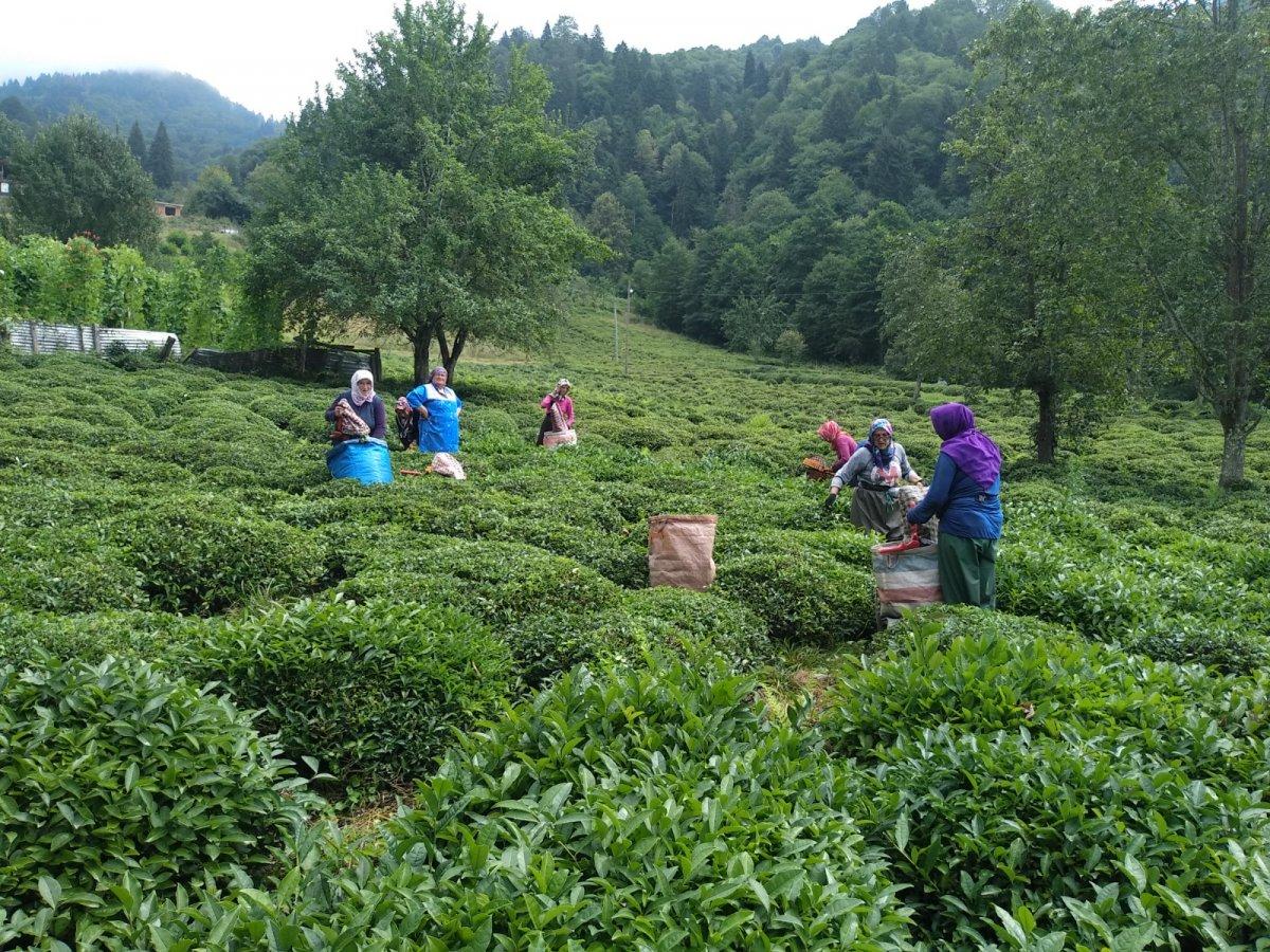 Rize'de hasta komşularının yaş çaylarını topladılar