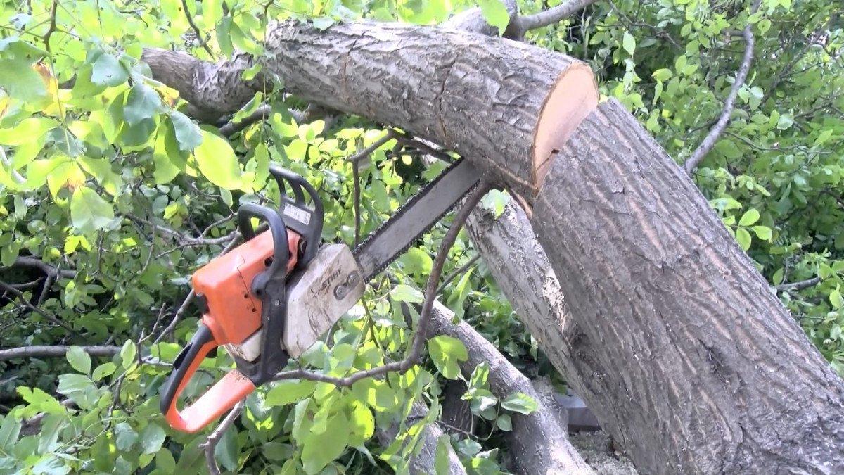 Edirnekapı Şehitliği’ndeki ağaç kesimi tepki topladı