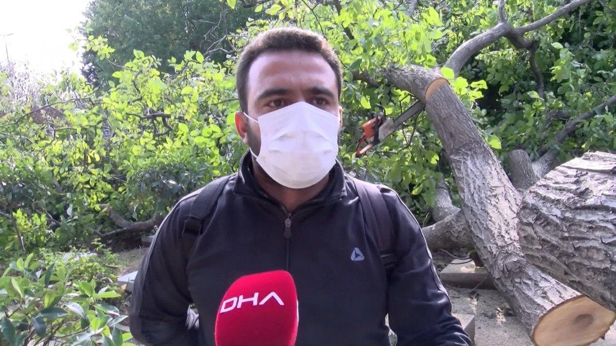 Edirnekapı Şehitliği’ndeki ağaç kesimi tepki topladı