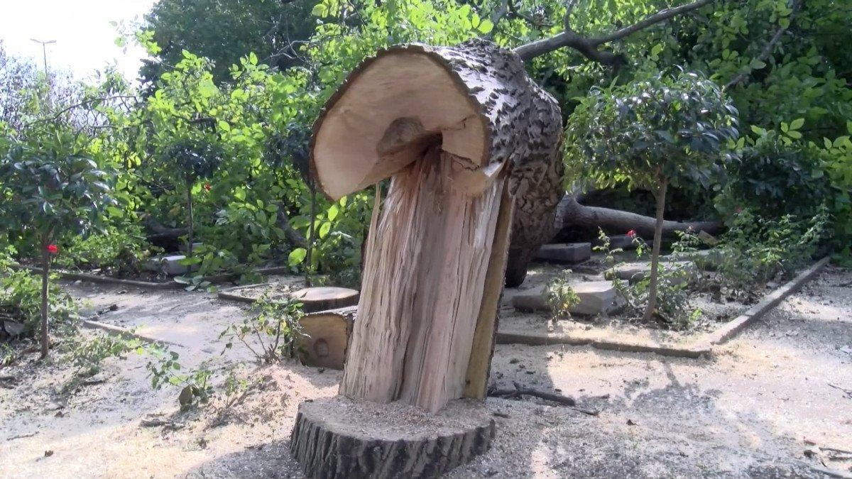 Edirnekapı Şehitliği’ndeki ağaç kesimi tepki topladı