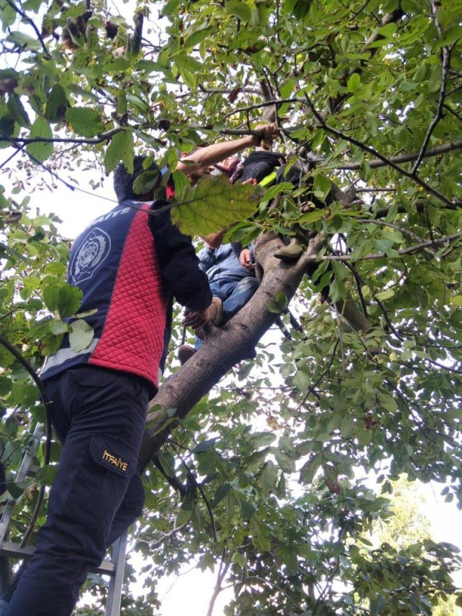 Zonguldak’ta ceviz toplamak için çıktığı ağaçta mahsur kaldı