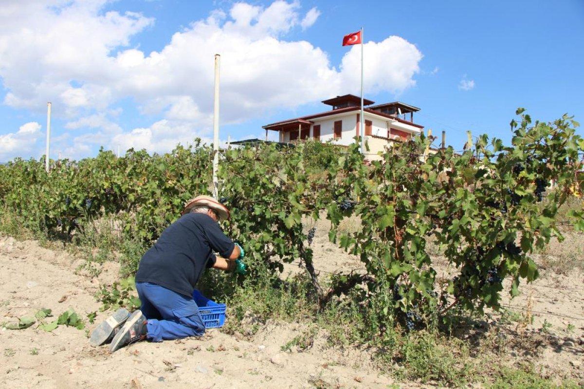 İtalya'dan Amasya'ya getirilen Merzifon karası, ürün vermeye başladı