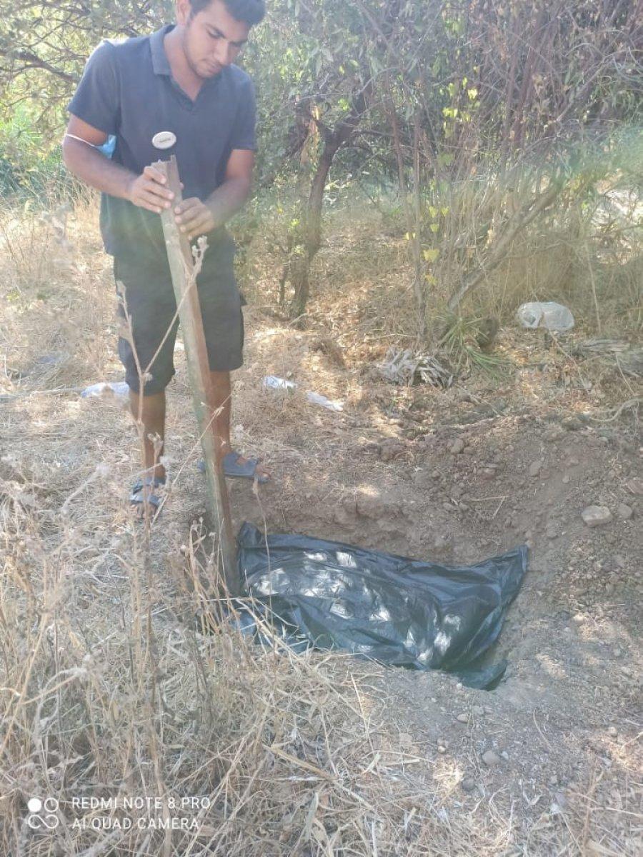 Muğla'da deniz kirliliği caretta carettanın ölümüne neden oldu