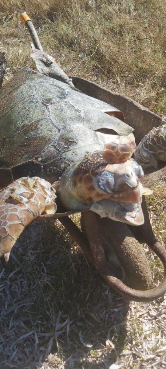 Muğla'da deniz kirliliği caretta carettanın ölümüne neden oldu