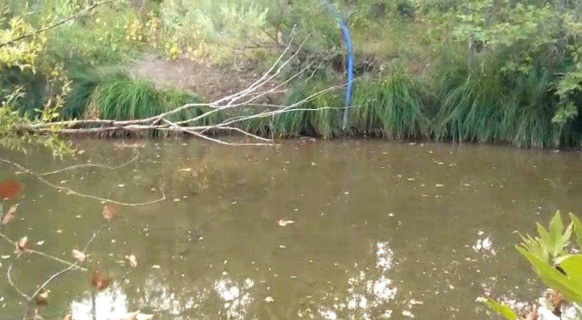 Konya’daki Afşar Hadimi Barajı’nda binlerce balık telef oldu