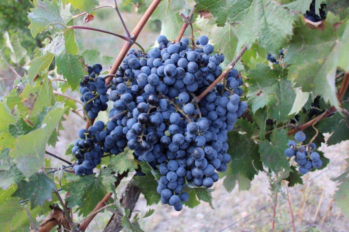 İtalya'dan Amasya'ya getirilen Merzifon karası, ürün vermeye başladı